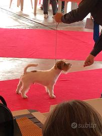 Jack Russell maschio per accoppiamento