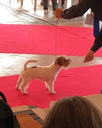 Jack Russell maschio per accoppiamento