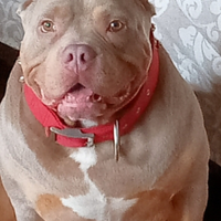 American Bully x monta