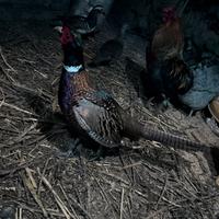 Coppia di fagiano Mongolia