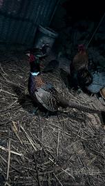 Coppia di fagiano Mongolia