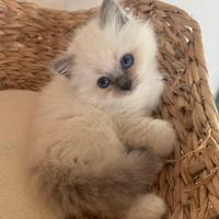 Sacro di Birmania cuccioli