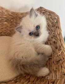 Sacro di Birmania cuccioli