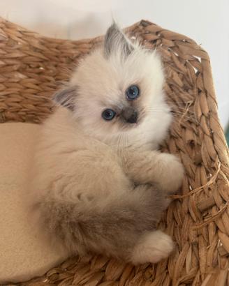 Sacro di Birmania cuccioli