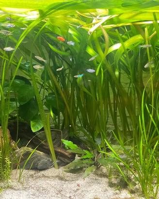 Acquario 120litri