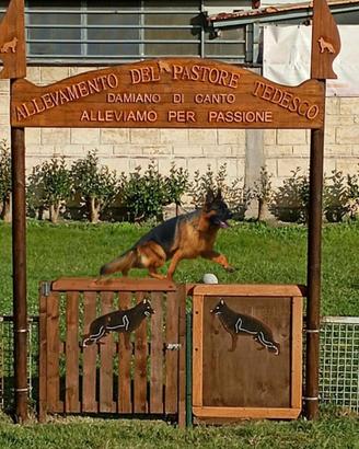 Cuccioli di pastore tedesco con pedigree