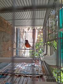 Ibrido F1 2026 crdinalino del Venezuela x canarina