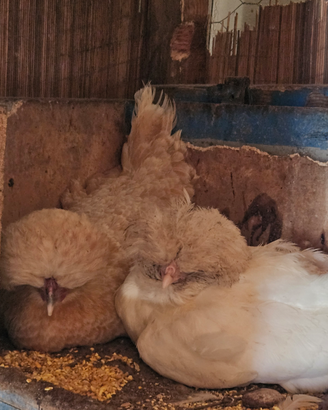Galline padovane