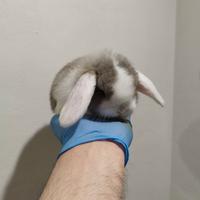 Coniglio nano ariete