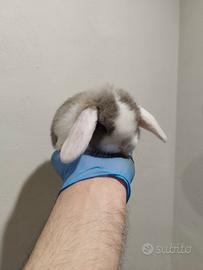 Coniglio nano ariete