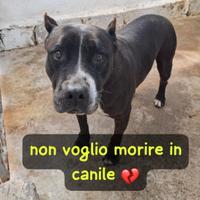 Nonna estia pitbull 11 anni
