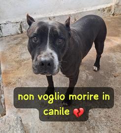 Nonna estia pitbull 11 anni