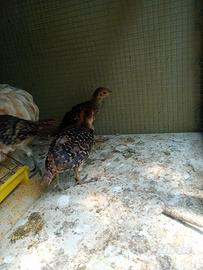 Animali fagiani