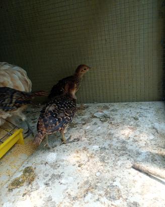 Animali fagiani