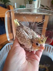 Calopsite allevate a mano