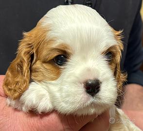Cucciolo Cavalier King