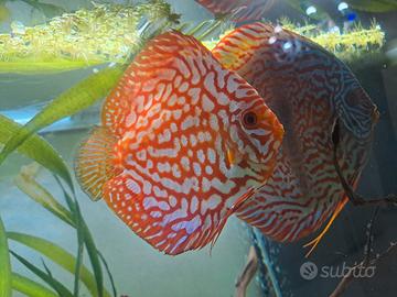Discus