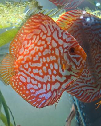 Discus
