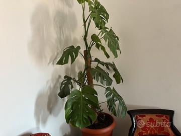 Piante da interno grandi e sane