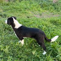 Cuccioli border collie