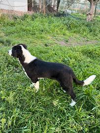 Cuccioli border collie