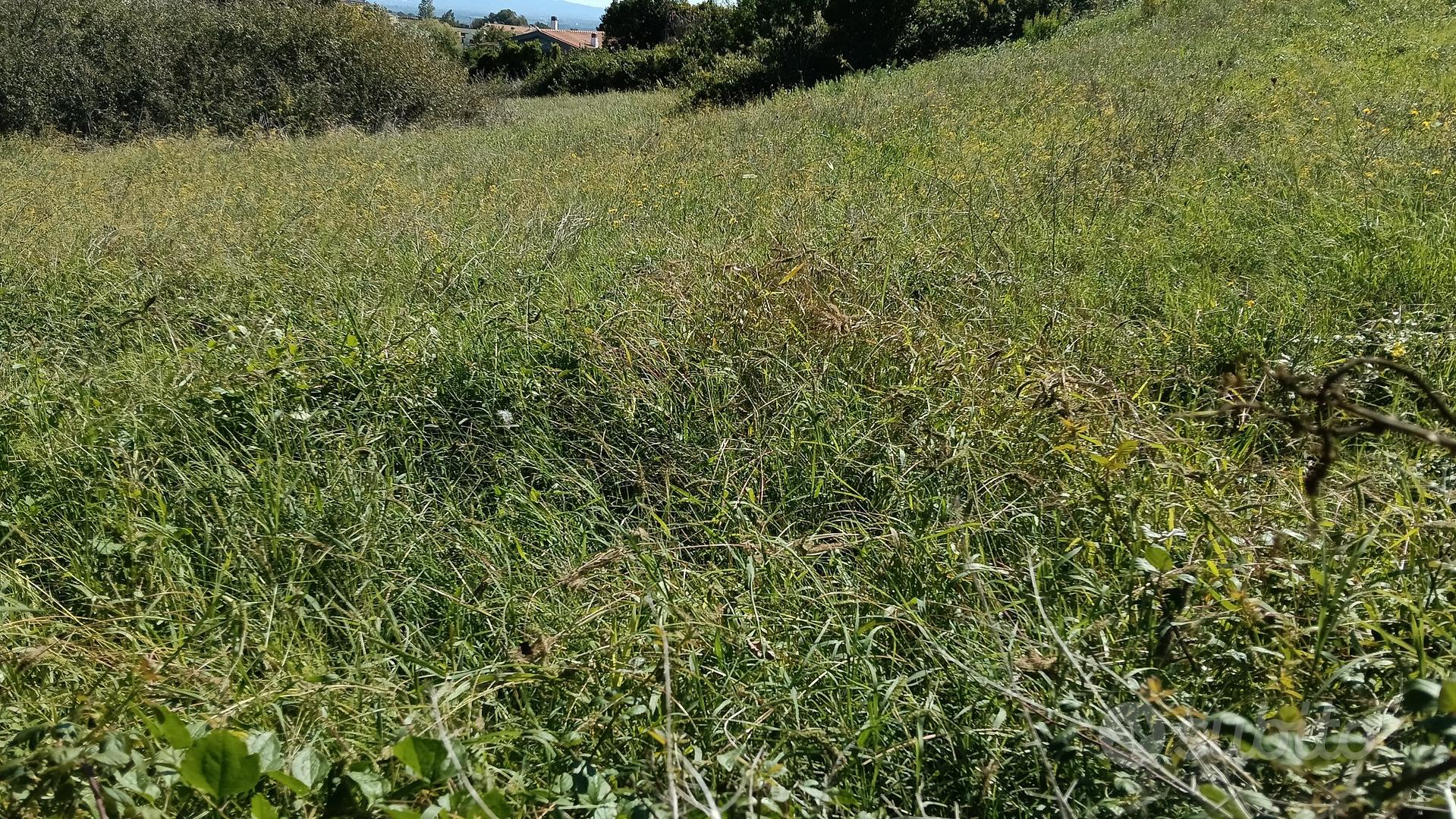 terreno agricolo seminativo piú boschivo - Vista 2