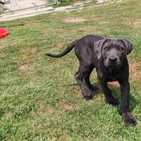 Cucciolo femmina di cane corso