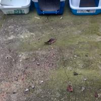 Lettiere e trasportino