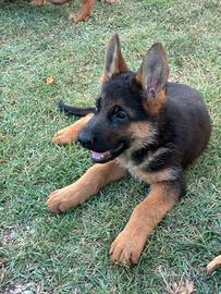 Cuccioli di Pastore Tedesco
