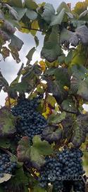 Vino rosso e bianco