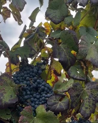 Vino rosso e bianco