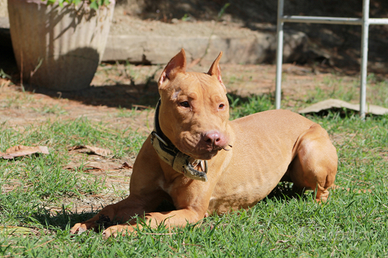 Femmina adulta di American Pitbull Terrier