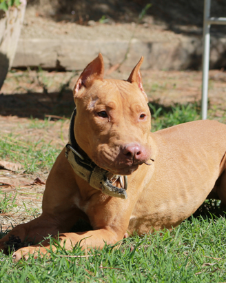 Femmina adulta di American Pitbull Terrier