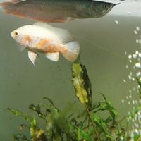 Pesce Oscar e arowana