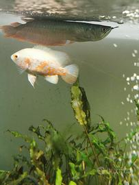 Pesce Oscar e arowana