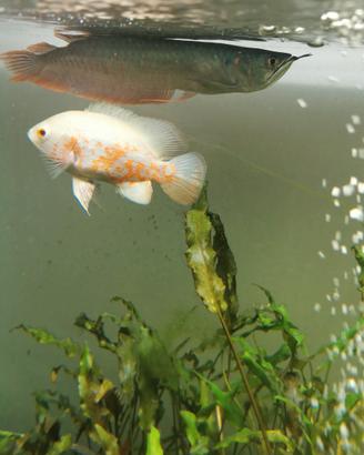 Pesce Oscar e arowana