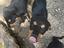 Immagine 3