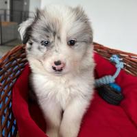 Cuccioli di border collie