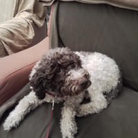 Prossimi cuccioli Lagotto Romagnolo