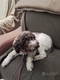 Prossimi cuccioli Lagotto Romagnolo