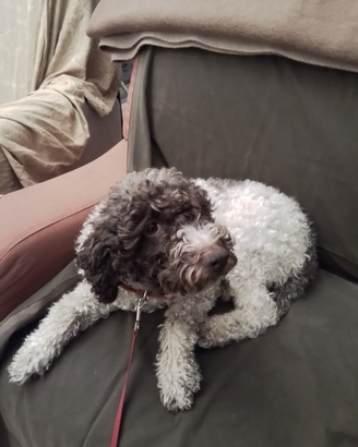 Prossimi cuccioli Lagotto Romagnolo