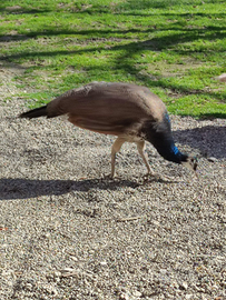 Giovane pavone maschio