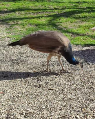 Giovane pavone maschio