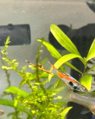 Guppy Endler