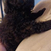 Cucciolo di barboncino nano