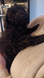 Cucciolo di barboncino nano