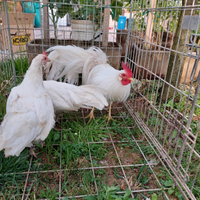 Galline ornamenti