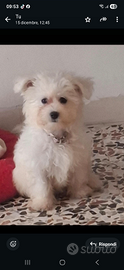 Maltese femminuccia