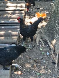 coppia galline legbar e miste
