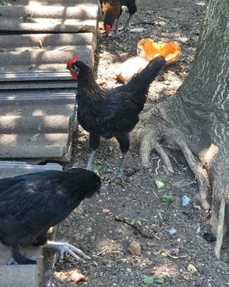 coppia galline legbar e miste